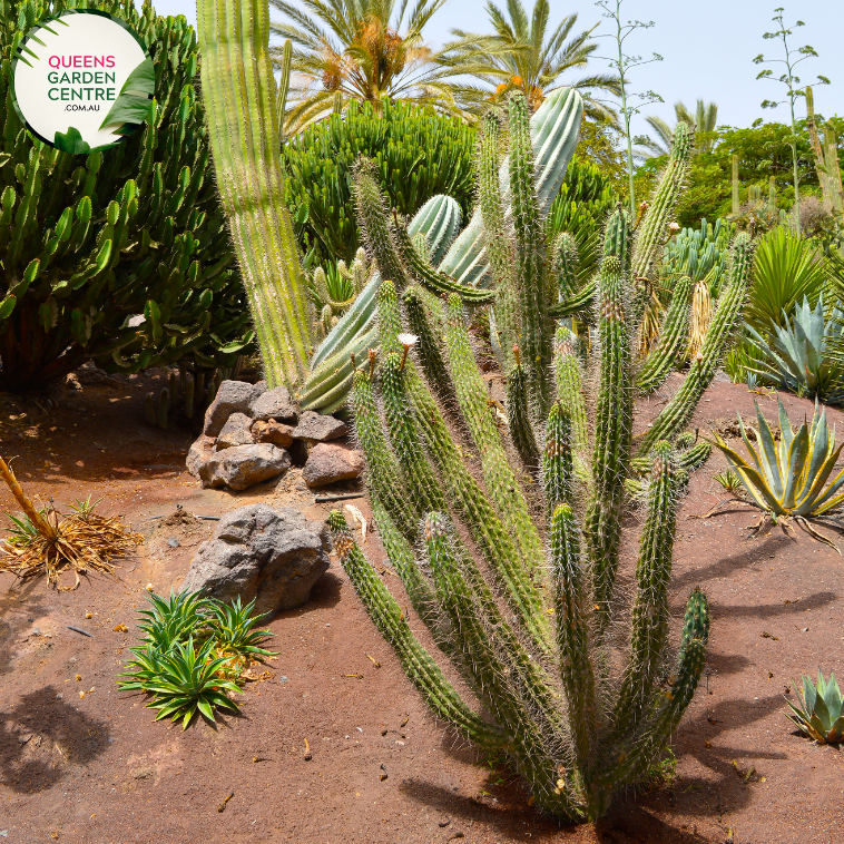Alt text: Stetsonia coryne, commonly known as the Toothpick Cactus, is a tall, columnar cactus species native to South America. Its slender, ribbed stems resemble toothpicks, giving it its name. This drought-tolerant plant produces white flowers and is well-suited for arid landscapes and xeriscaping.