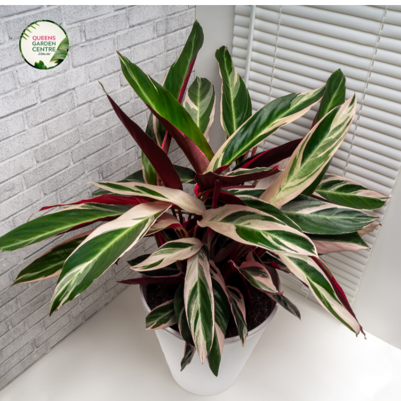 Alt text: Close-up photo of a Stromanthe sanguinea 'Triostar' plant, showcasing its vibrant and variegated foliage. The tropical houseplant features large, lance-shaped leaves with a mesmerizing combination of pink, green, and cream colors. The photo captures the intricate details of the foliage, highlighting the striking variegation and the overall beauty of the Stromanthe sanguinea 'Triostar' plant.