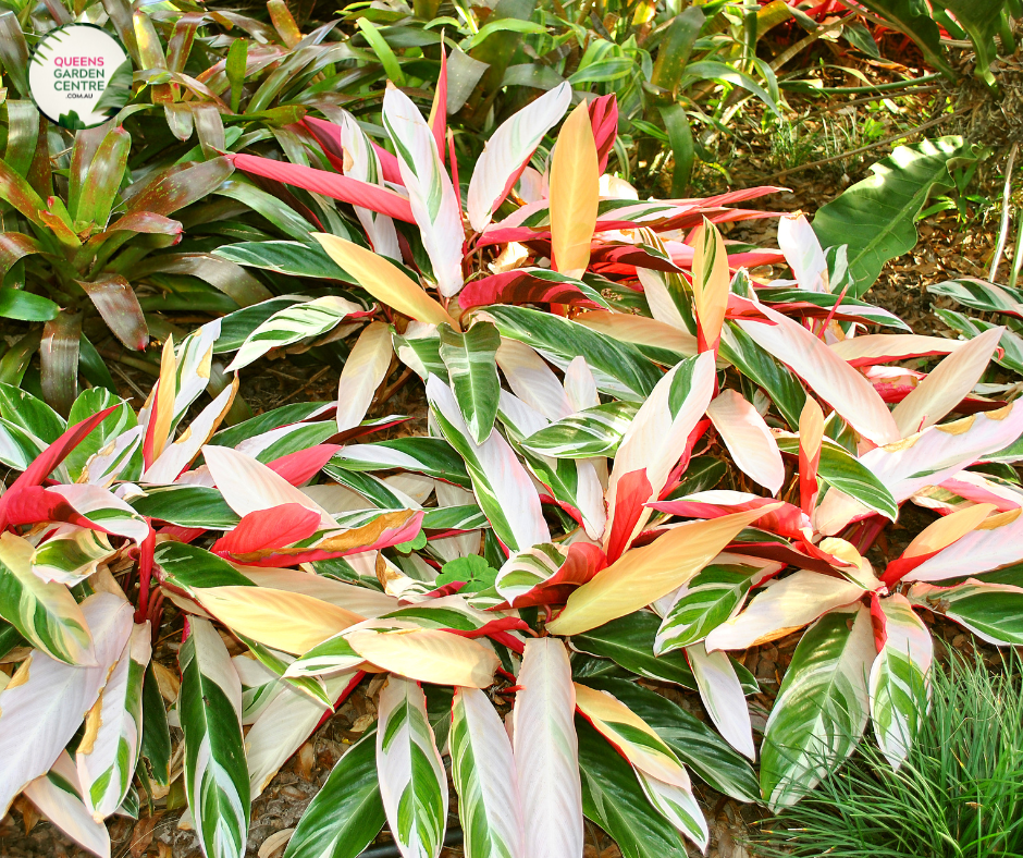 Alt text: Close-up photo of a Stromanthe sanguinea 'Triostar' plant, showcasing its vibrant and variegated foliage. The tropical houseplant features large, lance-shaped leaves with a mesmerizing combination of pink, green, and cream colors. The photo captures the intricate details of the foliage, highlighting the striking variegation and the overall beauty of the Stromanthe sanguinea 'Triostar' plant.