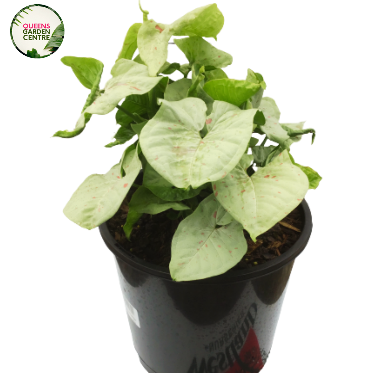 Syngonium Confetti features vibrant green leaves with white and pink speckles, creating a striking, variegated appearance.