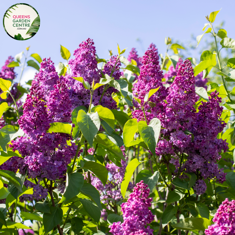 "A striking image of the Syringa vulgaris 'Congo' plant, commonly known as the Lilac. The deciduous shrub is adorned with large, fragrant, and deep purple flower clusters. The ovate green leaves provide a lush backdrop to the vibrant blooms. 'Congo' is a cultivar of the Lilac, celebrated for its richly colored flowers and ornamental appeal. This image captures the beauty and charm of the Lilac,