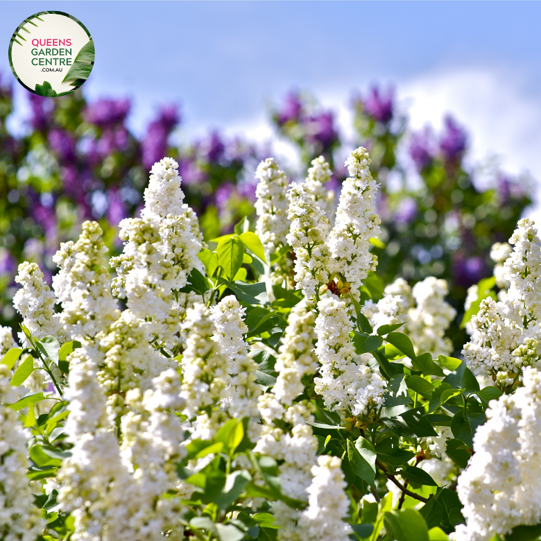 "A delightful image of the Syringa vulgaris 'Cora Brandt' plant, commonly known as the Lilac. This deciduous shrub features gracefully arching branches adorned with clusters of fragrant, pale lavender-pink flowers. The heart-shaped green leaves create a lush backdrop to the charming blooms. 'Cora Brandt' is a cultivar of the Lilac, celebrated for its elegant form and ornamental appeal.