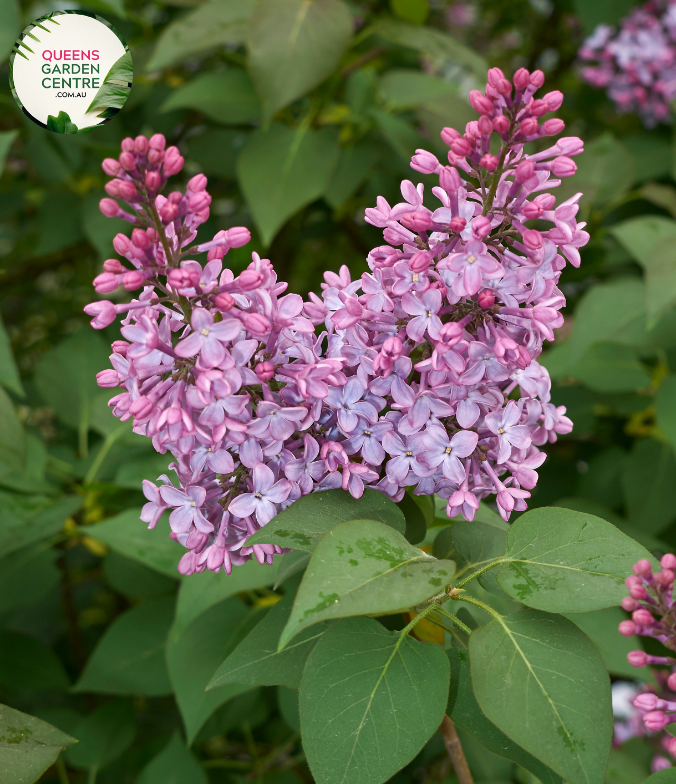 "A charming image featuring the Syringa vulgaris 'Katherine Havemeyer' plant, commonly known as the Lilac. This deciduous shrub showcases gracefully arching branches adorned with clusters of fragrant, double violet-blue flowers. The heart-shaped green leaves provide a lush and attractive backdrop to the abundant blooms. 'Katherine Havemeyer' is a cultivar of the Lilac, celebrated for its elegant form and ornamental appeal.