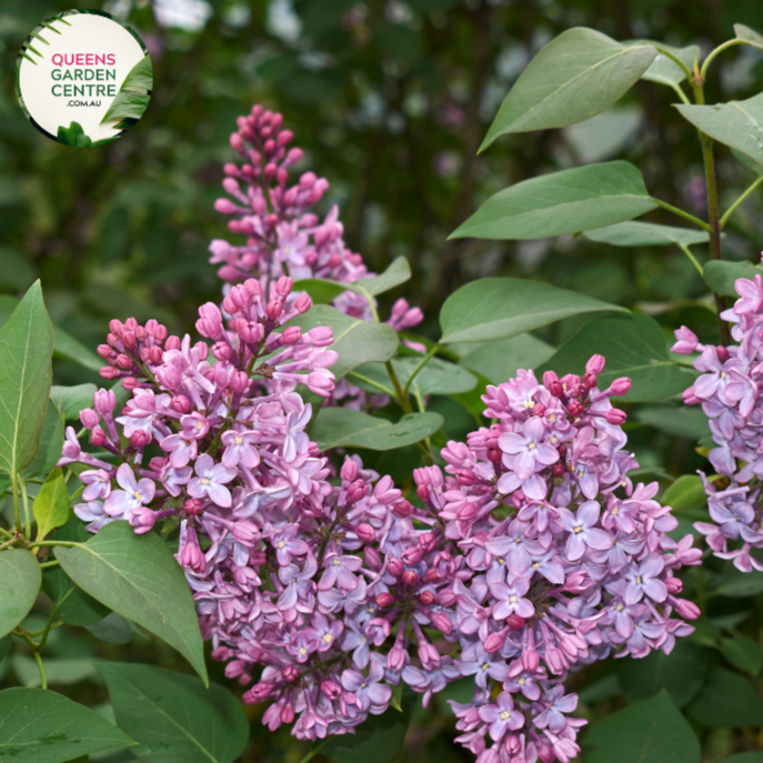 "A charming image featuring the Syringa vulgaris 'Katherine Havemeyer' plant, commonly known as the Lilac. This deciduous shrub showcases gracefully arching branches adorned with clusters of fragrant, double violet-blue flowers. The heart-shaped green leaves provide a lush and attractive backdrop to the abundant blooms. 'Katherine Havemeyer' is a cultivar of the Lilac, celebrated for its elegant form and ornamental appeal.
