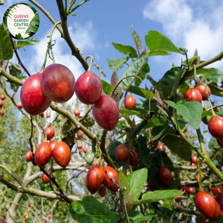 Close-up of a Tamarillo (Solanum betaceum) plant. The image showcases a ripe tamarillo fruit with smooth, glossy, deep red skin hanging from a thin, green stem. The fruit is oval-shaped and slightly elongated, with a vibrant color that contrasts with the surrounding foliage. The leaves are large, heart-shaped, and dark green with a slightly rough texture and prominent veins.