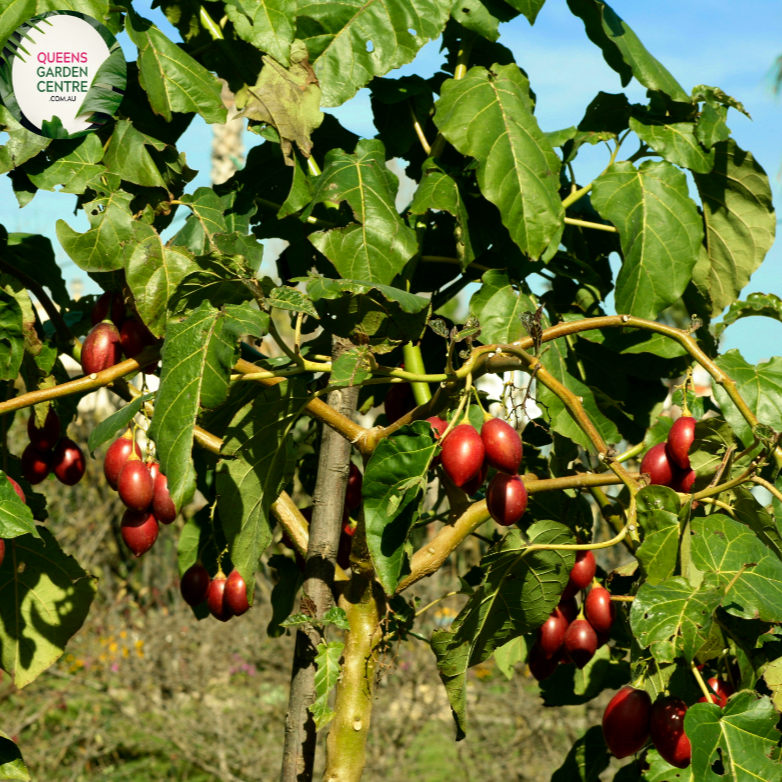 Close-up of a Tamarillo (Solanum betaceum) plant. The image showcases a ripe tamarillo fruit with smooth, glossy, deep red skin hanging from a thin, green stem. The fruit is oval-shaped and slightly elongated, with a vibrant color that contrasts with the surrounding foliage. The leaves are large, heart-shaped, and dark green with a slightly rough texture and prominent veins.