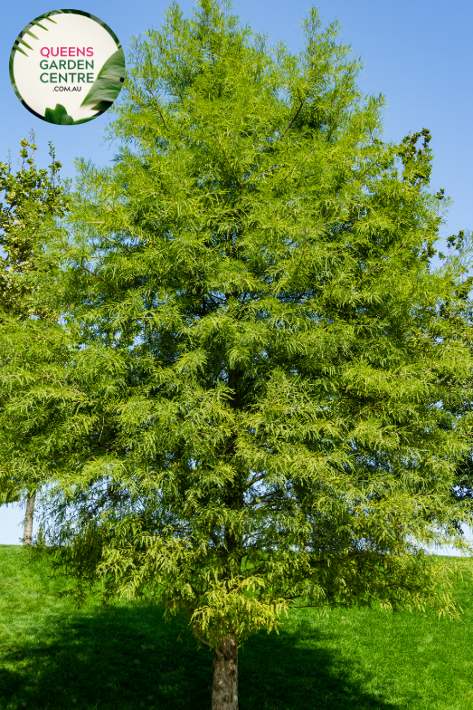 Transform your landscape with Taxodium distichum, commonly known as Bald or Swamp Cypress. This stunning deciduous conifer boasts graceful, feathery foliage and a unique trunk structure, perfect for adding visual interest to any garden. Shop now!