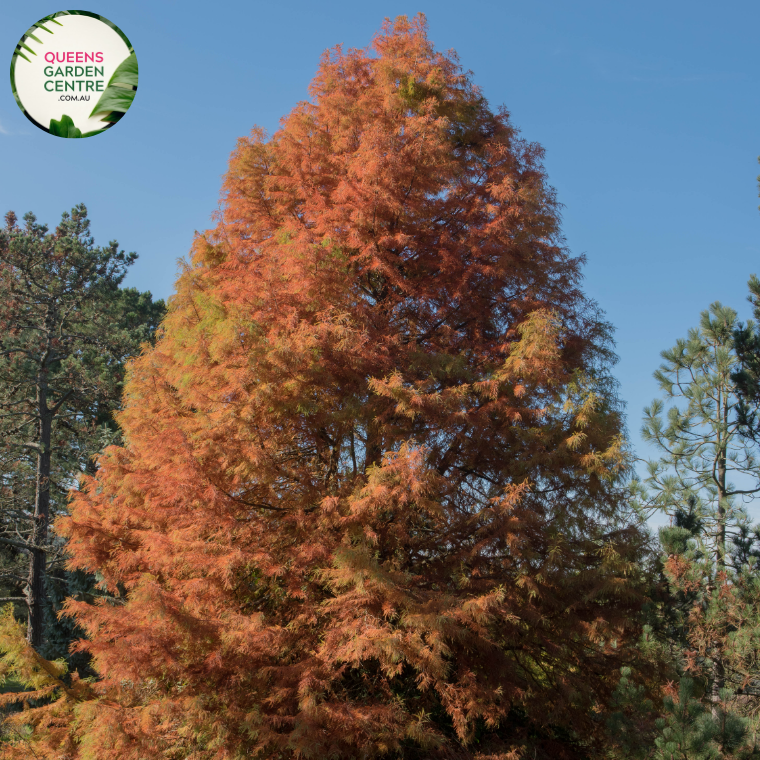 Transform your landscape with Taxodium distichum, commonly known as Bald or Swamp Cypress. This stunning deciduous conifer boasts graceful, feathery foliage and a unique trunk structure, perfect for adding visual interest to any garden. Shop now!