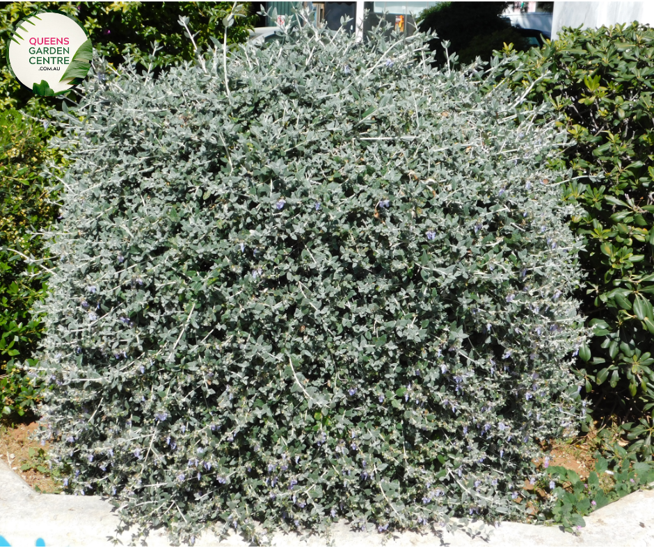 "A captivating image of the Teucrium fruticans plant, commonly known as the Bush Germander. This evergreen shrub features silvery-gray, aromatic foliage and displays a compact, mounding form. In this visual, the plant is adorned with clusters of small, lavender-blue flowers. Teucrium fruticans is valued for its drought tolerance and ornamental qualities, making it an attractive addition to garden landscapes.