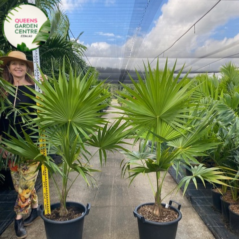 Alt text: Thrinax radiata, commonly known as the Florida thatch palm or silver thatch palm, is a slow-growing palm native to Florida, the Caribbean, and Central America. It features a slender trunk covered in persistent leaf bases and a crown of gracefully arching, fan-shaped leaves. The leaves have a silver-green coloration, giving the plant its distinctive appearance. The Thrinax radiata is often used as an ornamental plant in tropical and subtropical landscapes.