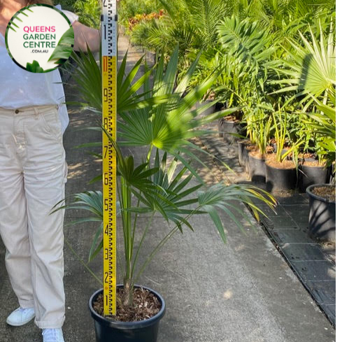 Alt text: Thrinax radiata, commonly known as the Florida thatch palm or silver thatch palm, is a slow-growing palm native to Florida, the Caribbean, and Central America. It features a slender trunk covered in persistent leaf bases and a crown of gracefully arching, fan-shaped leaves. The leaves have a silver-green coloration, giving the plant its distinctive appearance. The Thrinax radiata is often used as an ornamental plant in tropical and subtropical landscapes.