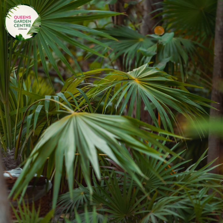 Alt text: Thrinax radiata, commonly known as the Florida thatch palm or silver thatch palm, is a slow-growing palm native to Florida, the Caribbean, and Central America. It features a slender trunk covered in persistent leaf bases and a crown of gracefully arching, fan-shaped leaves. The leaves have a silver-green coloration, giving the plant its distinctive appearance. The Thrinax radiata is often used as an ornamental plant in tropical and subtropical landscapes.