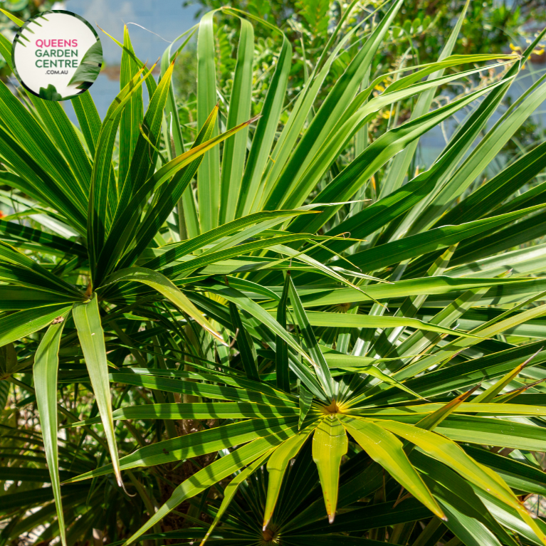 Alt text: Thrinax radiata, commonly known as the Florida thatch palm or silver thatch palm, is a slow-growing palm native to Florida, the Caribbean, and Central America. It features a slender trunk covered in persistent leaf bases and a crown of gracefully arching, fan-shaped leaves. The leaves have a silver-green coloration, giving the plant its distinctive appearance. The Thrinax radiata is often used as an ornamental plant in tropical and subtropical landscapes.
