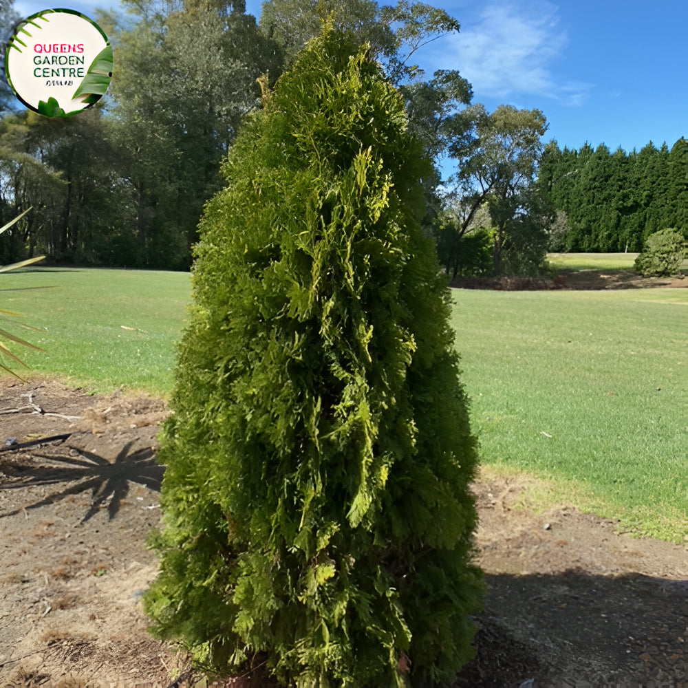 Thuja occidentalis smaragd