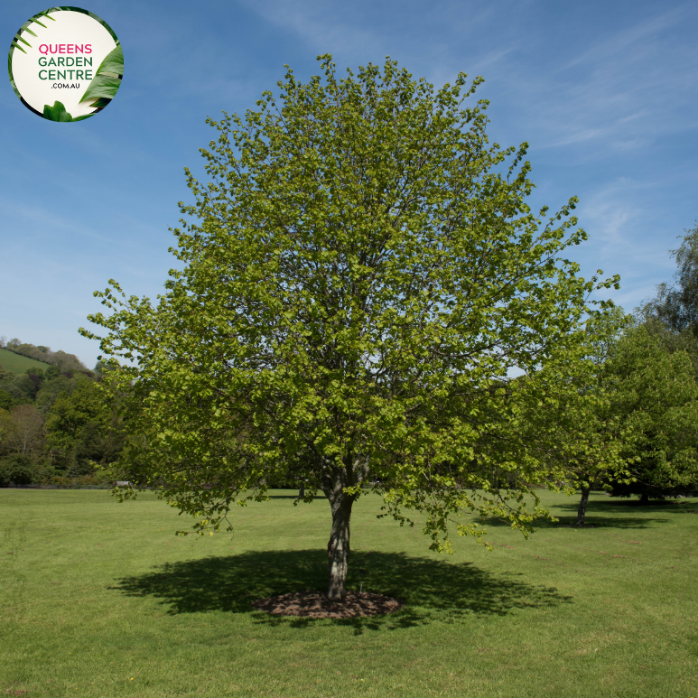 Alt text: Tilia cordata, the Small Leaf Linden Tree, characterized by its heart-shaped leaves and a gracefully pyramidal form. This deciduous tree is a popular choice for urban landscapes, providing shade and an aesthetic appeal with its delicate foliage and fragrant blossoms.
