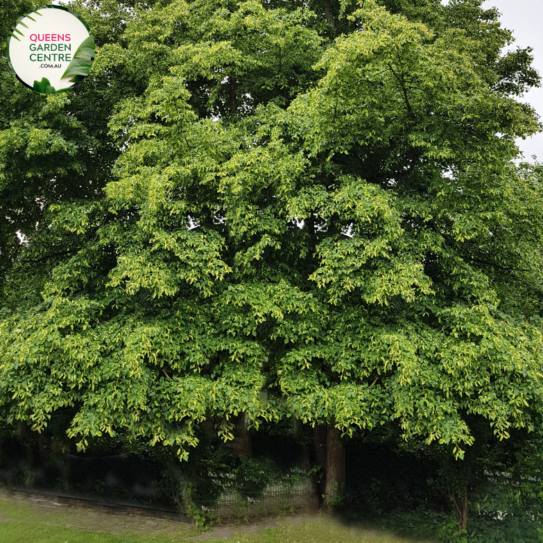 Alt text: Tilia cordata, the Small Leaf Linden Tree, characterized by its heart-shaped leaves and a gracefully pyramidal form. This deciduous tree is a popular choice for urban landscapes, providing shade and an aesthetic appeal with its delicate foliage and fragrant blossoms.