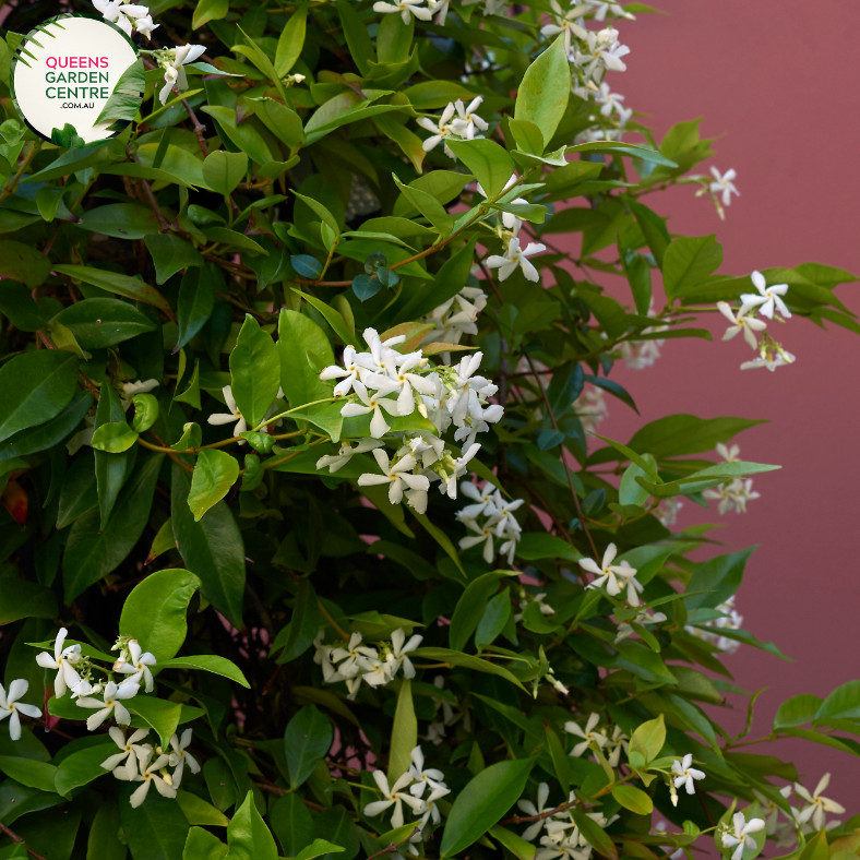 "A picturesque view of the Trachelospermum asiaticum plant, commonly known as Asiatic Jasmine or Asian Star Jasmine. This evergreen ground cover features glossy, dark green leaves arranged in a dense and sprawling pattern. The vine is highlighted by clusters of small, fragrant, star-shaped white flowers.