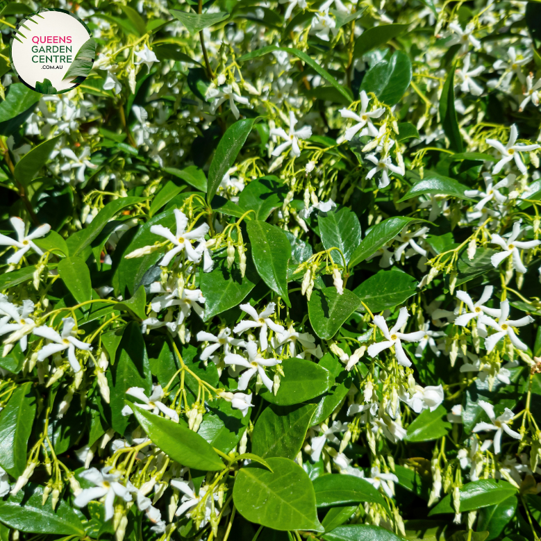 "A captivating image of the Trachelospermum jasminoides plant, commonly known as Confederate Jasmine or Star Jasmine. This evergreen climbing vine showcases glossy, dark green leaves and is adorned with clusters of small, highly fragrant, white star-shaped flowers. In this visual, the vine is elegantly weaving along a support structure.
