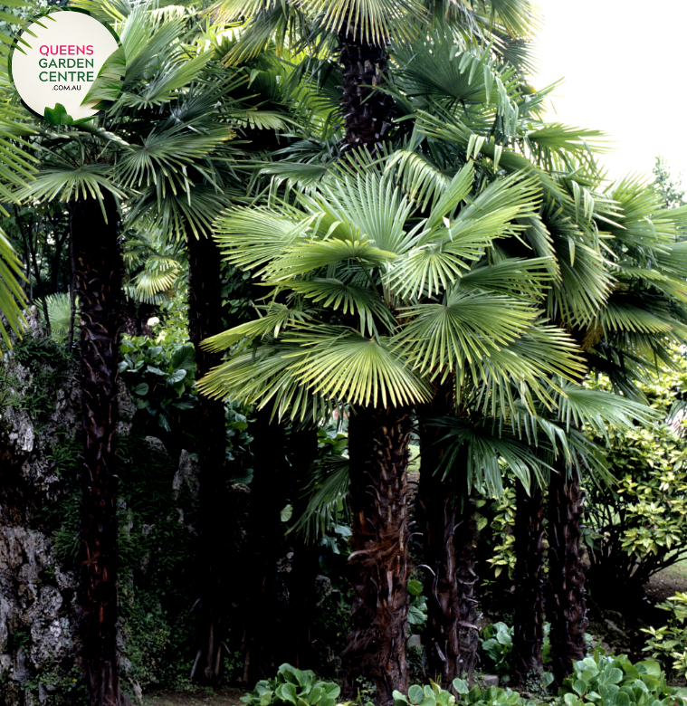 Alt text: Trachycarpus fortunei, also known as the Windmill Palm, is a hardy palm tree with fan-shaped leaves and a slender trunk covered in rough fibers. This evergreen plant adds a tropical touch to gardens and landscapes, thriving in various climates and soil conditions.