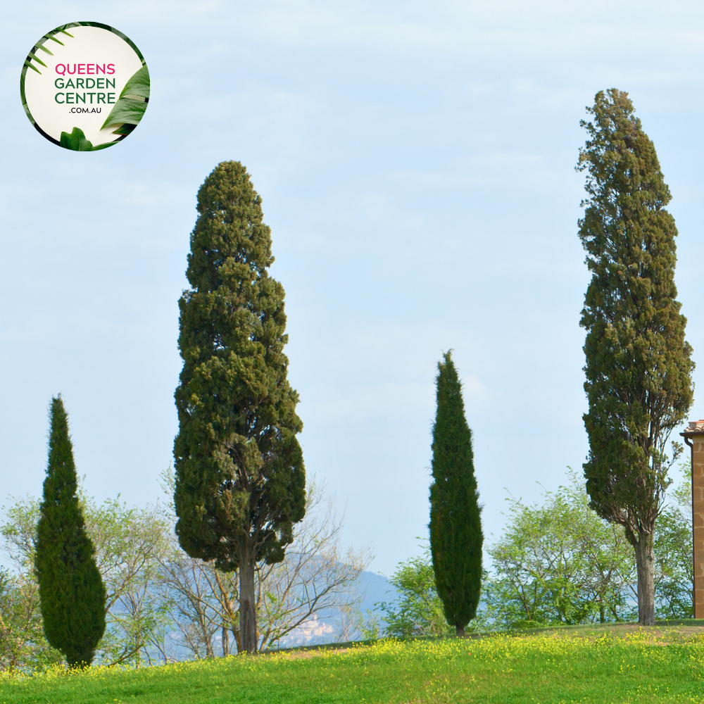 Cupressus Sempervirens 'Glauca'