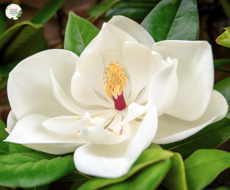 Magnolia 'Fairy Cream'