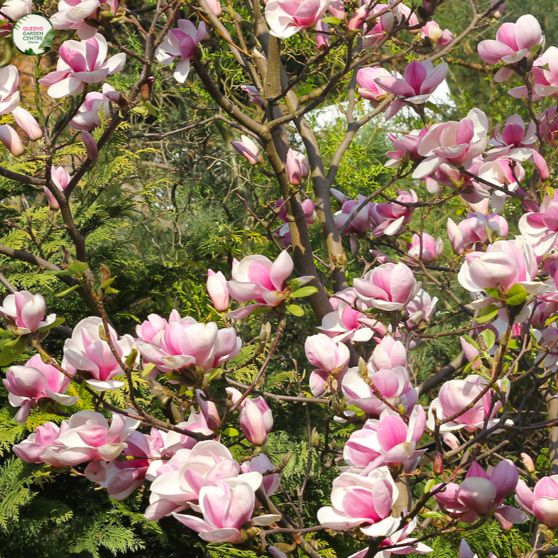 Close-up of a Magnolia 'Pink Bouquet' plant. The image highlights large, vibrant pink flowers with multiple overlapping petals that form a cup-like shape. The petals are a rich pink color with a slightly lighter shade towards the edges, and they have a smooth, velvety texture. At the center of each flower, a cluster of yellow stamens is visible, adding a contrasting focal point.