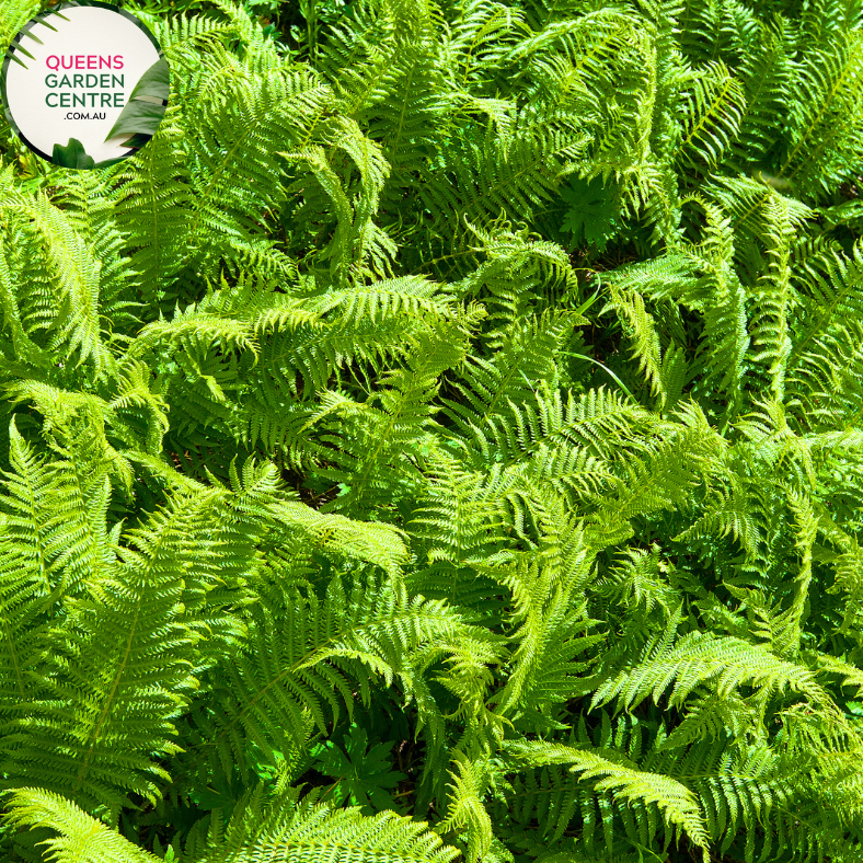Nephrolepis Exaltata Fluffy Ruffles
