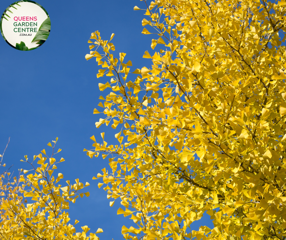 Ginkgo Biloba Maidenhair Tree Pleached