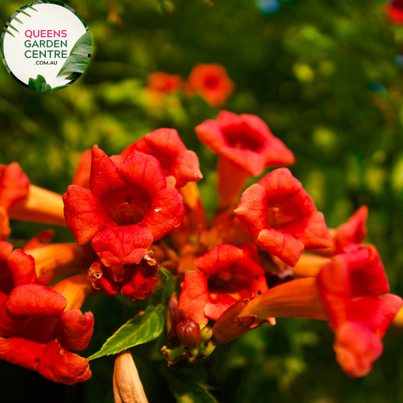 Aeschynanthus Close-up photo of an Aeschynanthus Radicans plant, commonly known as Lipstick Plant, displaying its vibrant flowers and glossy foliage. The plant features trailing vines with shiny, dark green leaves. Hanging from the vines are clusters of tubular, fiery red flowers that resemble lipsticks, hence the name