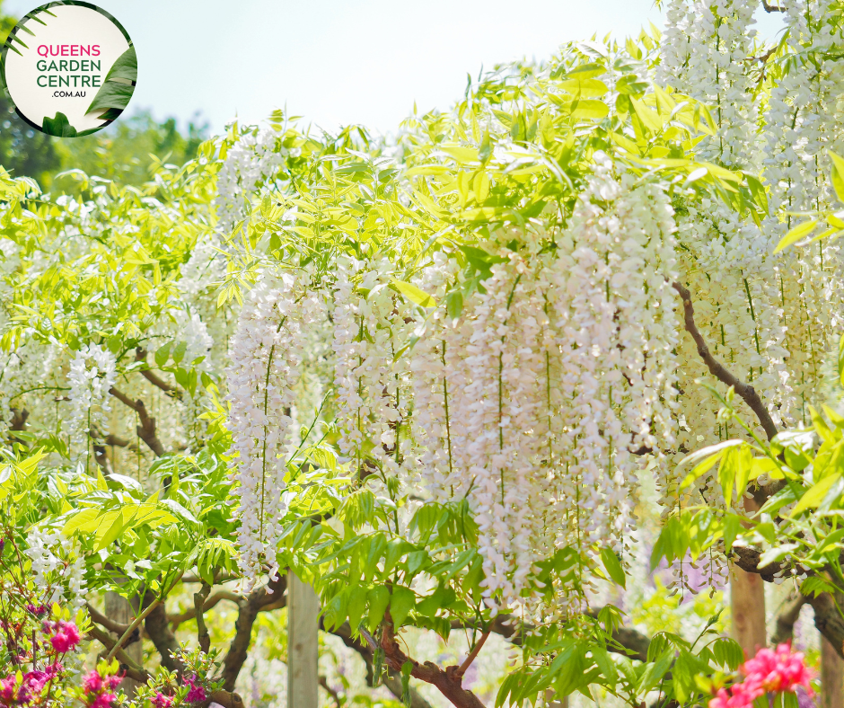 Wisteria Sinensis Alba tree