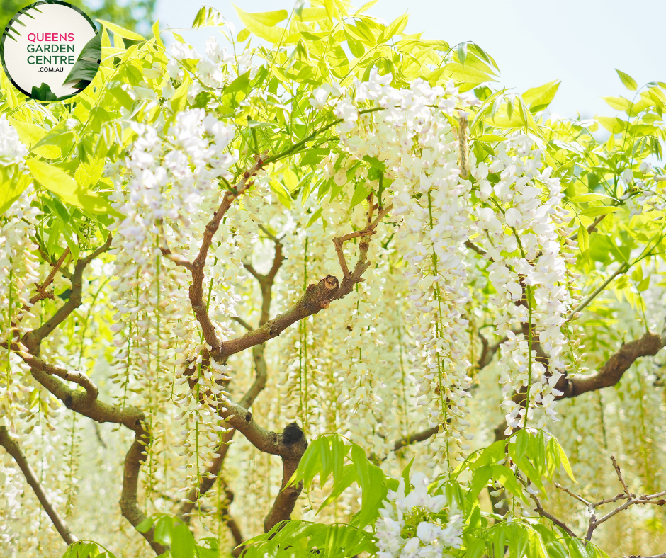 Wisteria Sinensis Alba tree