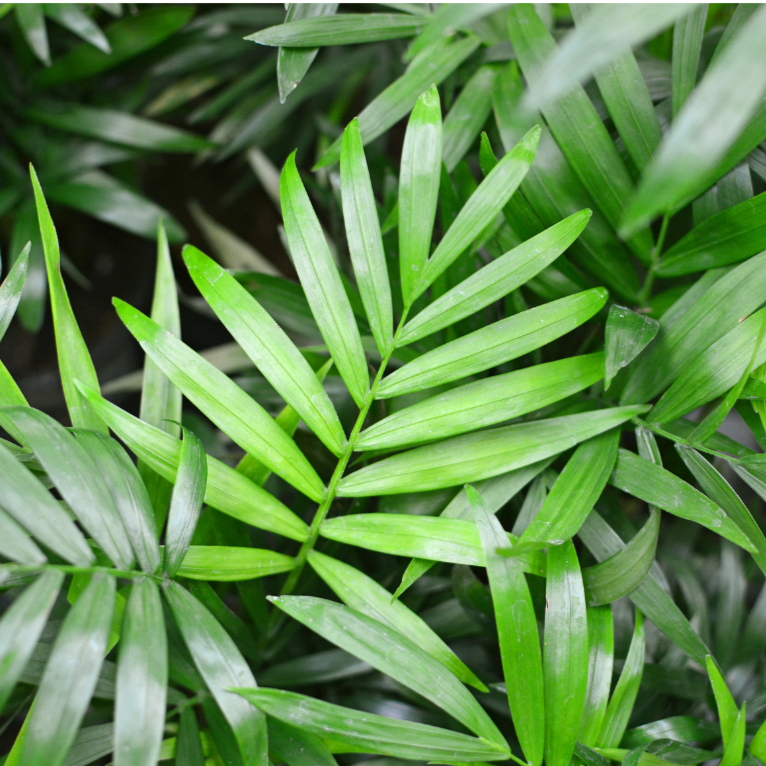 Mexican butterfly palm (Chamaedorea atrovirens)