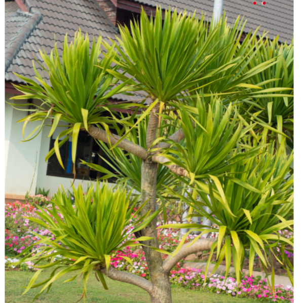 Dracaena Cambodiana Multi Headed