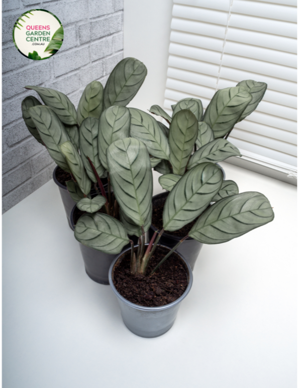 Ctenanthe Setosa Grey Star