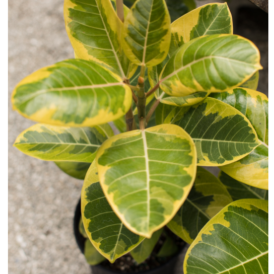 Ficus Altissima Yellow Gem