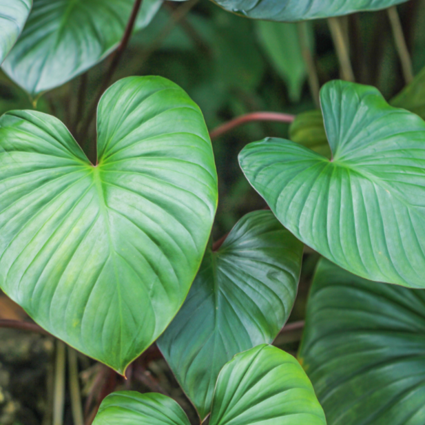 Homalomena Rubescens