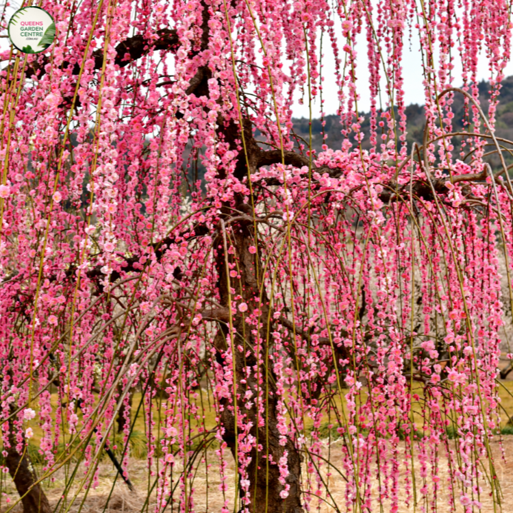 Prunus Pink Cascade