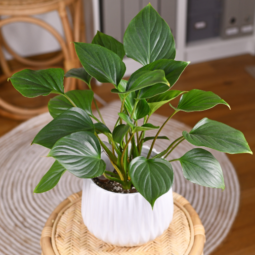 Homalomena Rubescens