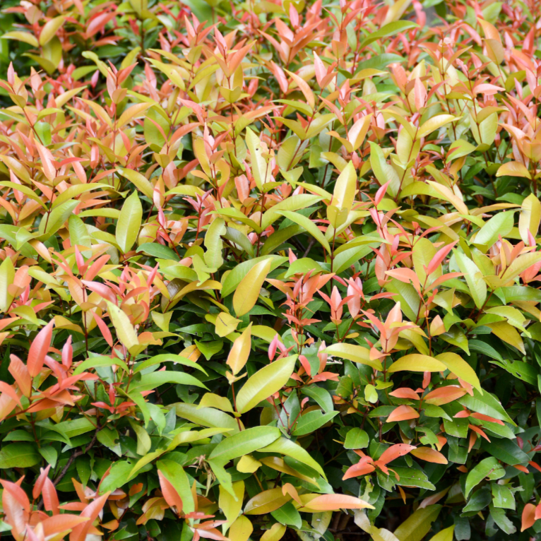 Lilly Pilly Elite (Syzygium australe 'Elite)