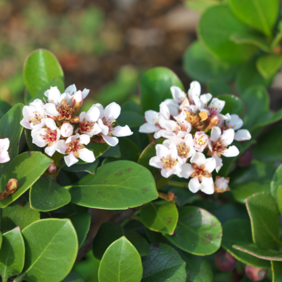 Rhaphiolepis 'Minikin'