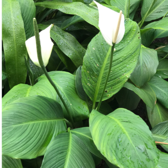 Spathiphyllum Sensation Dwarf