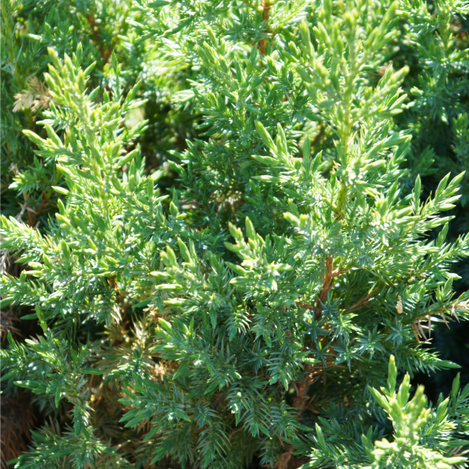 Juniperus chinensis Pyramidalis