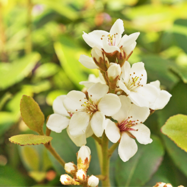 Rhaphiolepis 'Minikin'