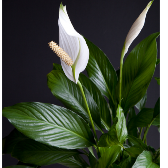 Spathiphyllum Sensation Dwarf