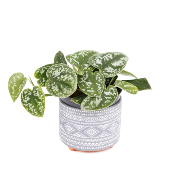 Scindapsus pictus argyraeus (Pothos Satin)