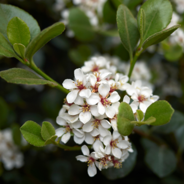 Rhaphiolepis 'Maximus'