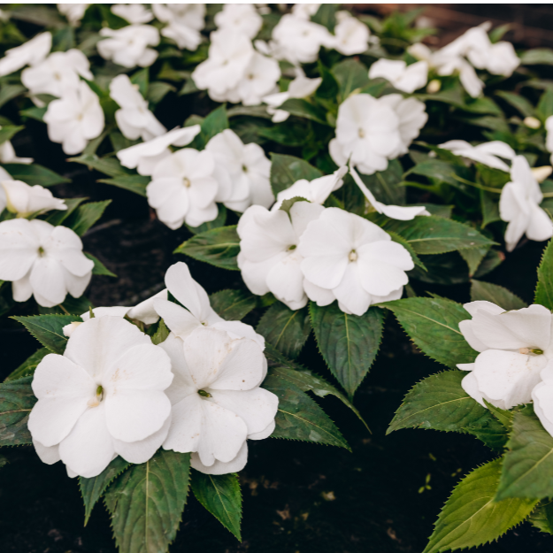 Stephanotis floribunda