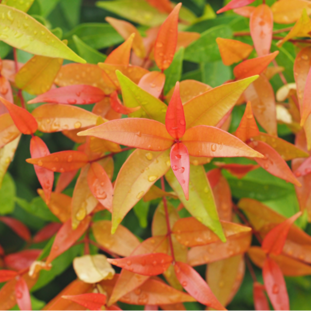 Syzygium australe 'Big Red'