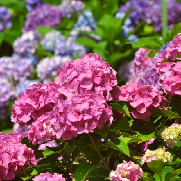 Hydrangea macrophylla - Pink