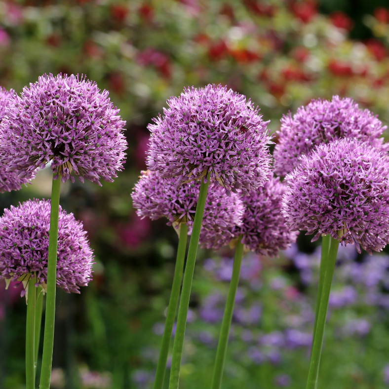 Allium Luna